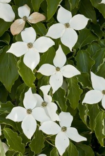 Nuttall's flowering dogwood