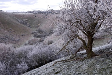 Frost covered trees and glacial 'Dry Valley'