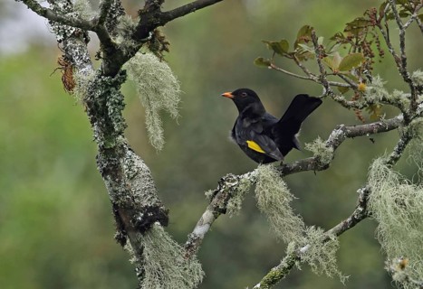 Black-and-gold cotinga