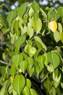 Manchineel