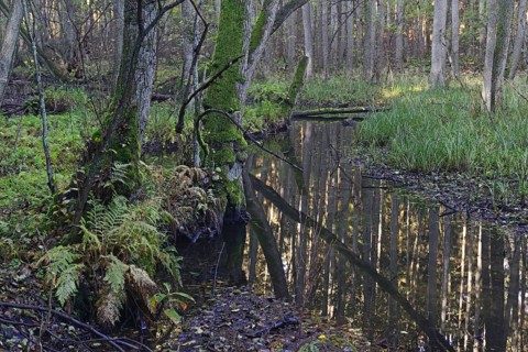 The Briese river in autumn in the Briese Valley landscape conservation area near Berlin