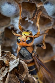 European european hornet