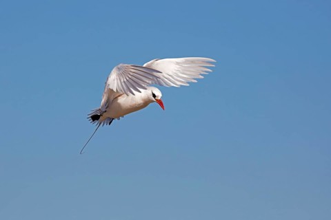 Red-tailed tropicbird