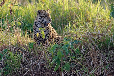 Young jaguar