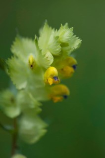 (Melampyrum arvense)