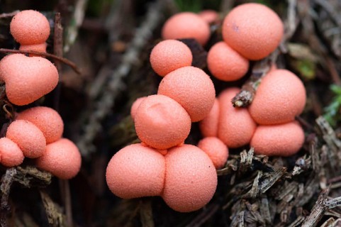 Bloodmilk fungus