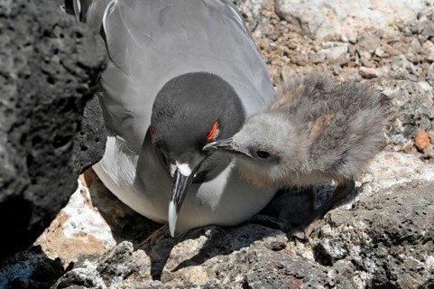 Swallow-tailed Gull with chick