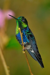 Green-crowned nymph