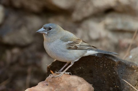 (Fringilla teydea)