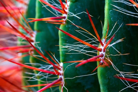 Barrel cactus