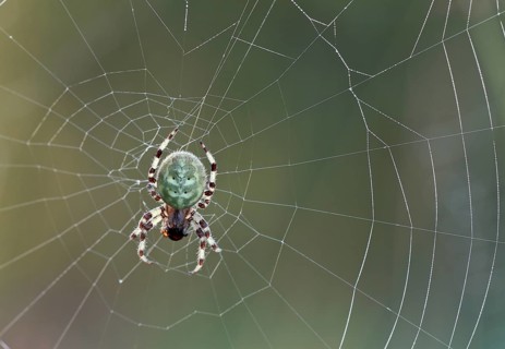 Four-spot orb weaver