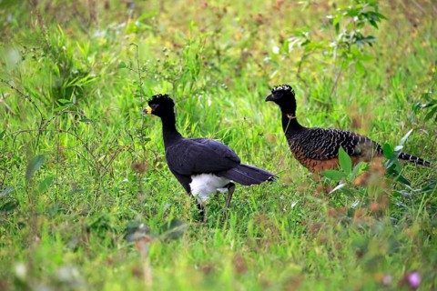 Bare-Faced Curassow