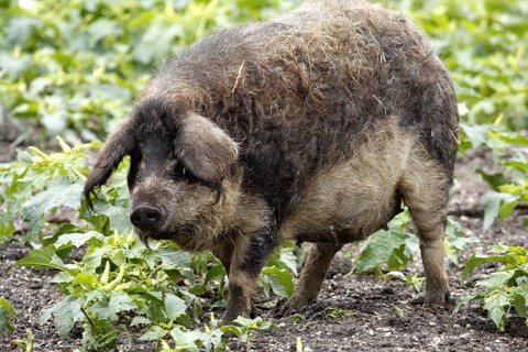 Mangalica pig