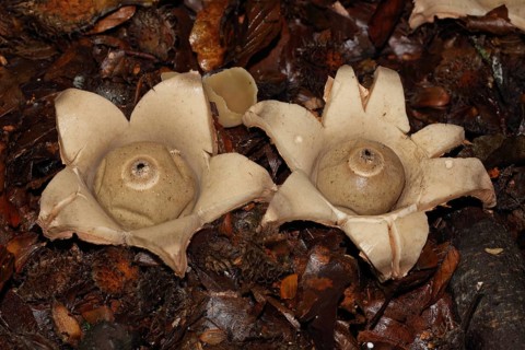 Ruffed Earth Star
