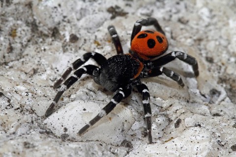 Ladybird spider