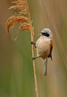 Eurasian Penduline-tit