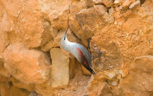 Wallcreeper