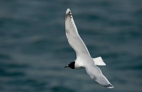 Little Gull