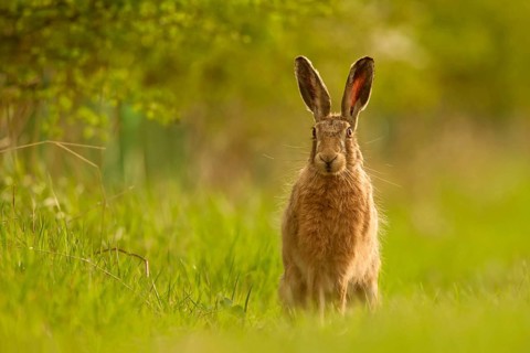 European hare
