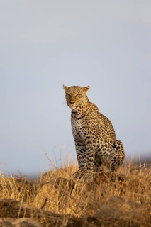 Adult african leopard