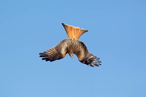 Red Kite