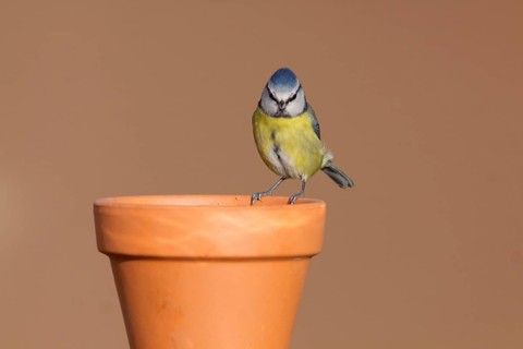 Blue Tit