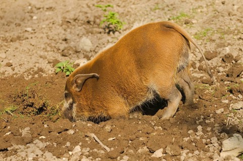 Red red river hog