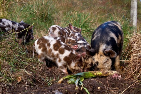 Kune Kune Pigs