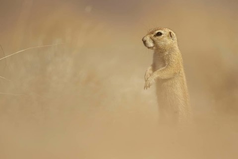 Cape Ground Squirrel