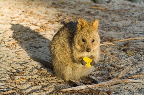 Quokka