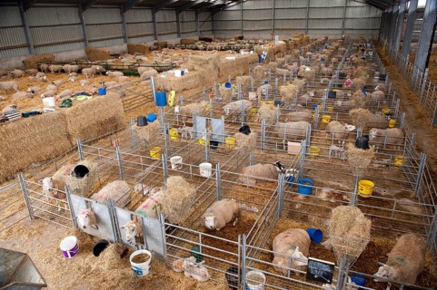 Domestic sheep
