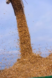 Maize