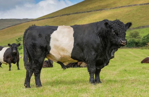 Domestic cattle