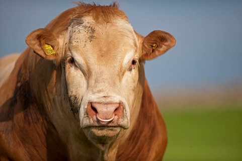 Domestic cattle
