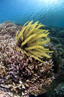 Feather star
