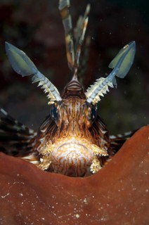 Pacific red lionfish