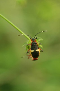 Cotton-stainer Bug