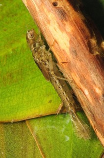 Small small red damselfly