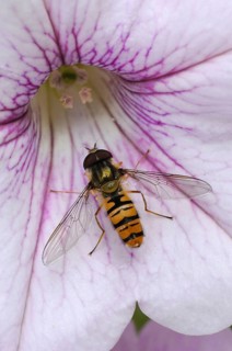 Grove hoverfly