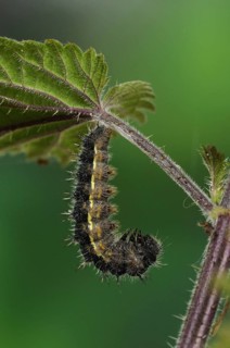 Larva of painted lady
