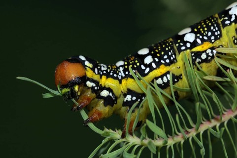 Adult larva of the spurge hawk-moth