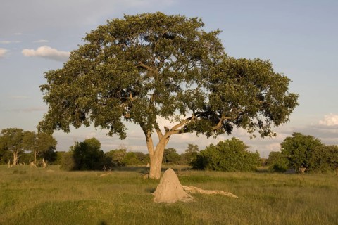 Lead Tree and Termite Mound Okavango Delta
