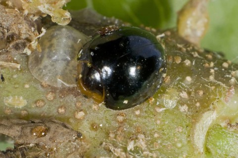 Black ladybird