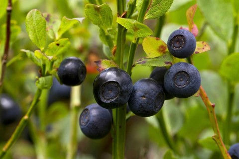 Bilberry
