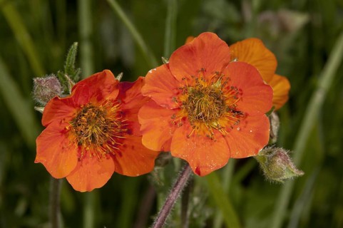 Scarlet avens