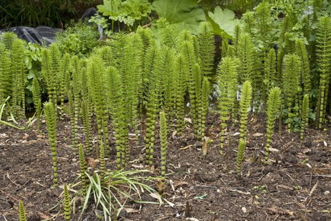 Great horsetail