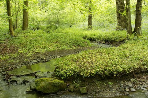 Deciduous woodland habitat with stream