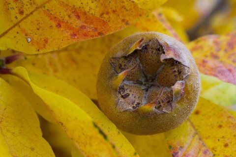 Common medlar