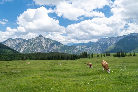 Cows