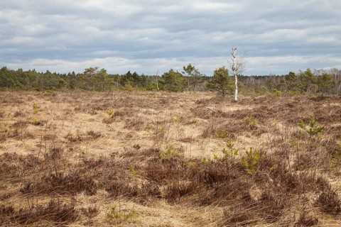 Moorland
